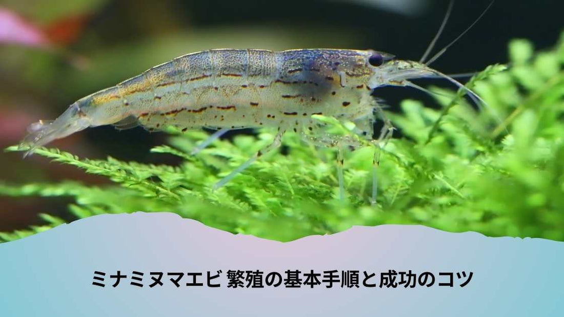 ミナミヌマエビ 繁殖の基本手順と成功のコツ