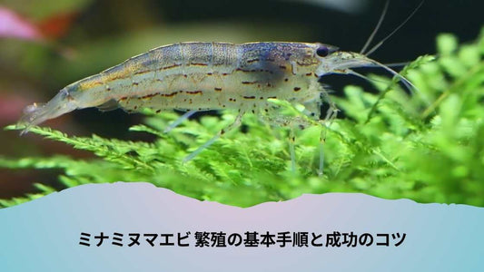 ミナミヌマエビ 繁殖の基本手順と成功のコツ