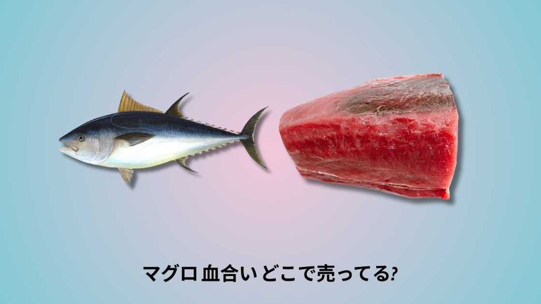 マグロ 血合い どこで売ってる
