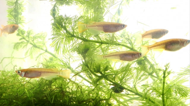ヒメダカから始めるアクアリウム！飼育方法や餌の種類、繁殖法など