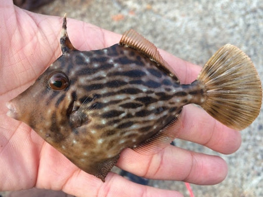 カワハギ釣り入門！餌やタックルの選び方や釣り方のコツは？