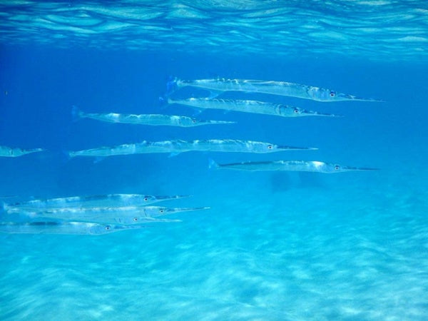 ダツの生態や釣り方！危険な魚って本当？