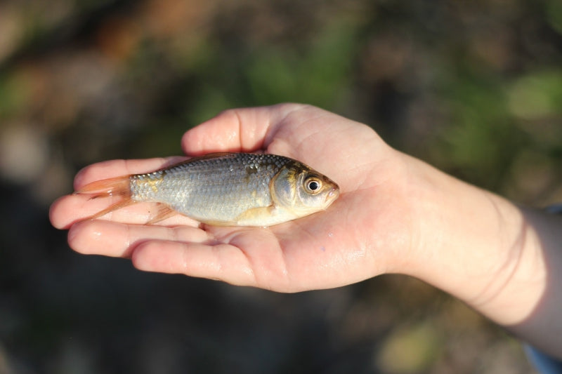 フナ釣りを始めよう！子供から大人まで楽しめる身近な魚！