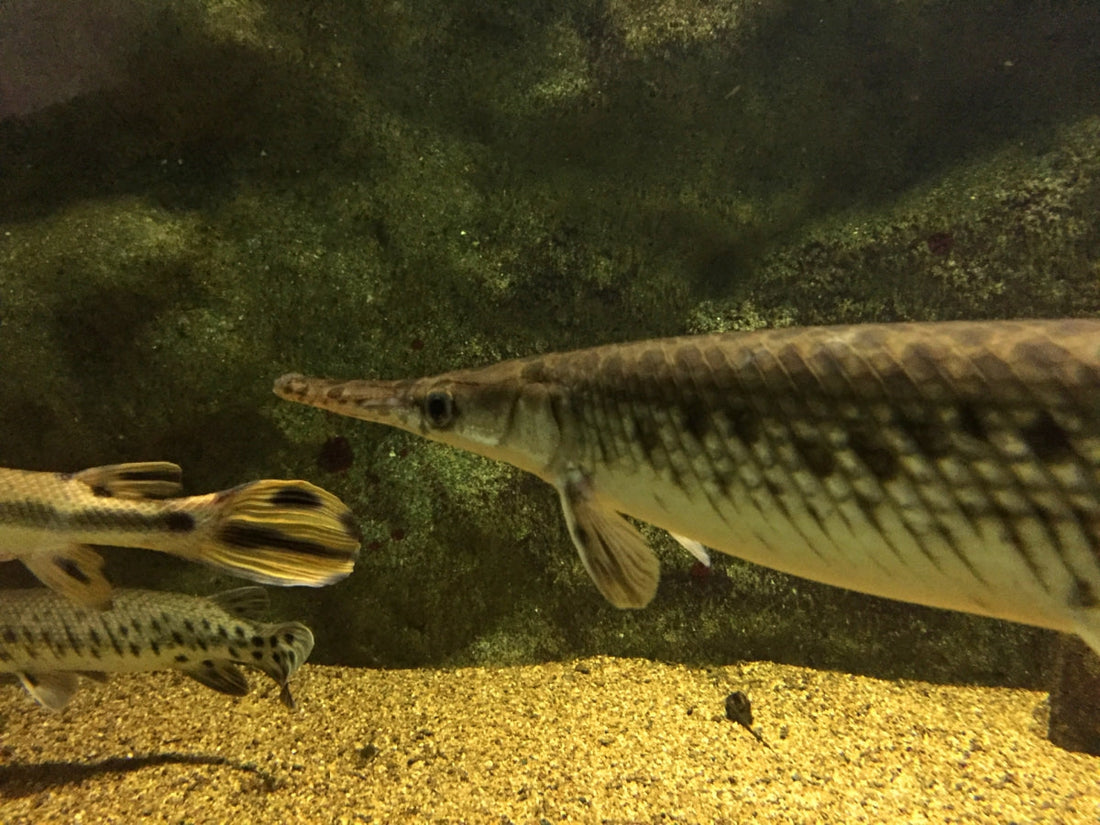 スポッテッドガーの成長速度や最大サイズは？飼育には届出が必要！