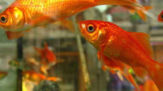 和金（ワキン）の特徴や飼い方！丈夫で飼いやすい金魚の原点！