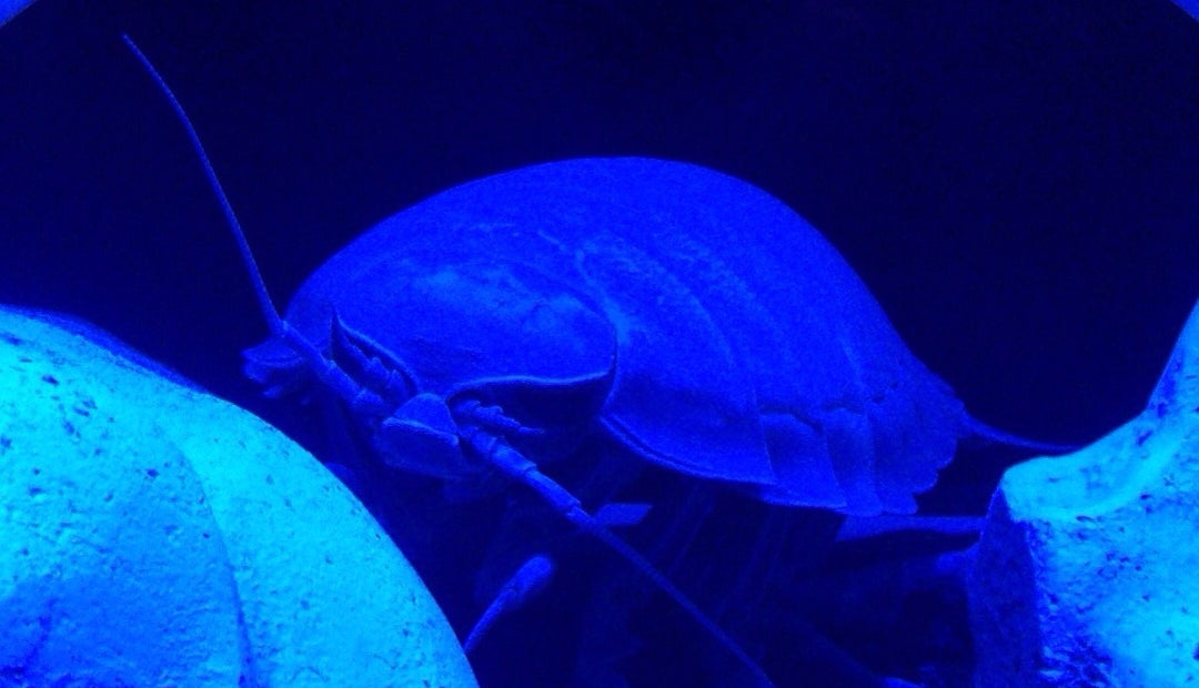 静岡県の水族館5館！深海魚好きならチェックすべし！