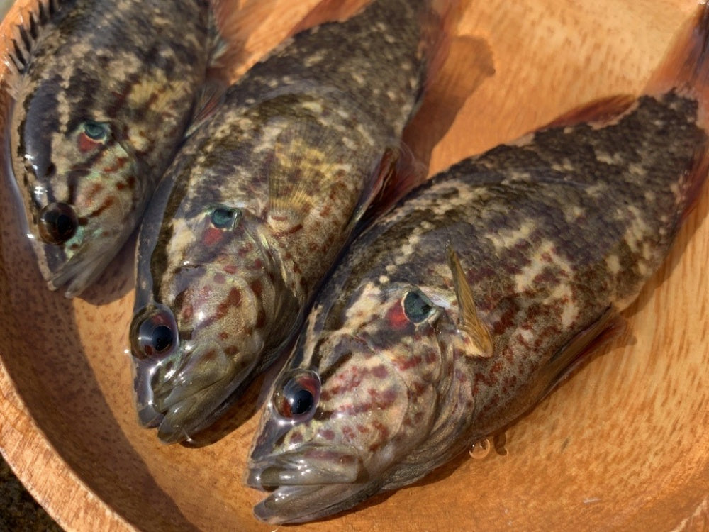 オヤニラミの面白い生態や飼育法！なつくって本当？