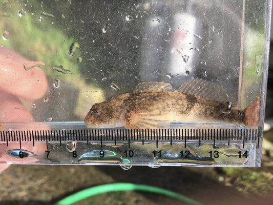 カジカの生態や特徴！淡水カジカの近縁種との見分け方は？