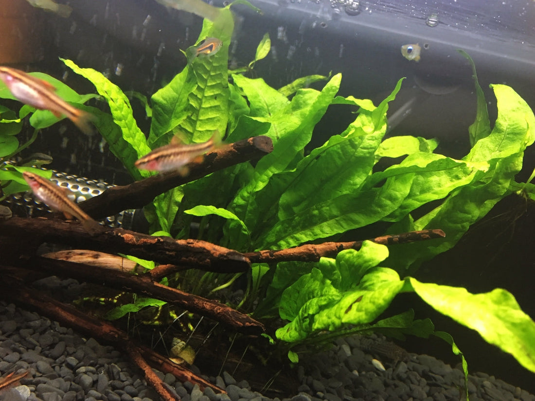 ミクロソリウムの種類や株分けの仕方は？枯れる原因と対策法も！