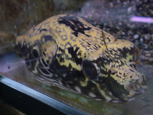 淡水フグ10種類と飼育法！混泳難易度や飼育のコツは？