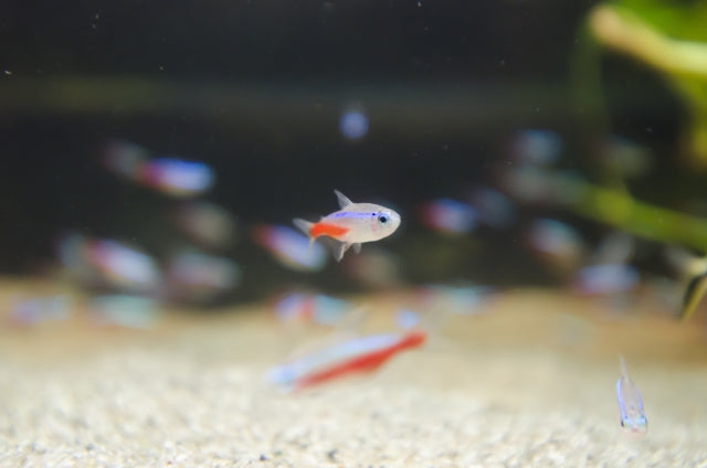 パイロットフィッシュに適した魚の条件とおすすめ6種！