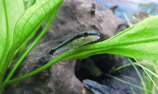 オトシンクルスを飼育しよう！種類や混泳、コケ取り能力も徹底比較！