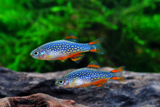 ミクロラスボラハナビの飼育の基本まとめ！繁殖は難しい？