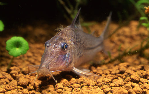 コリドラスに癒されよう！特徴や飼育法、病気などを徹底解説！