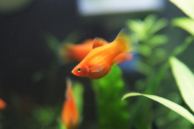 【入門種】プラティの飼育・繁殖法！種類・餌・混泳など詳しく解説
