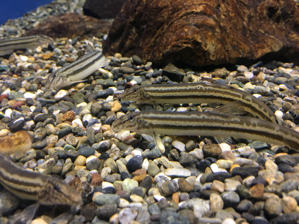 ドジョウ24種類の特徴！日本・世界にはどれくらいの仲間がいる？