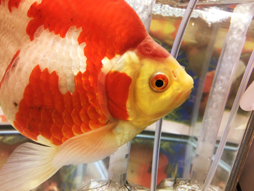 琉金の飼い方や混泳相性は？リュウキン型の人気5品種もチェック！