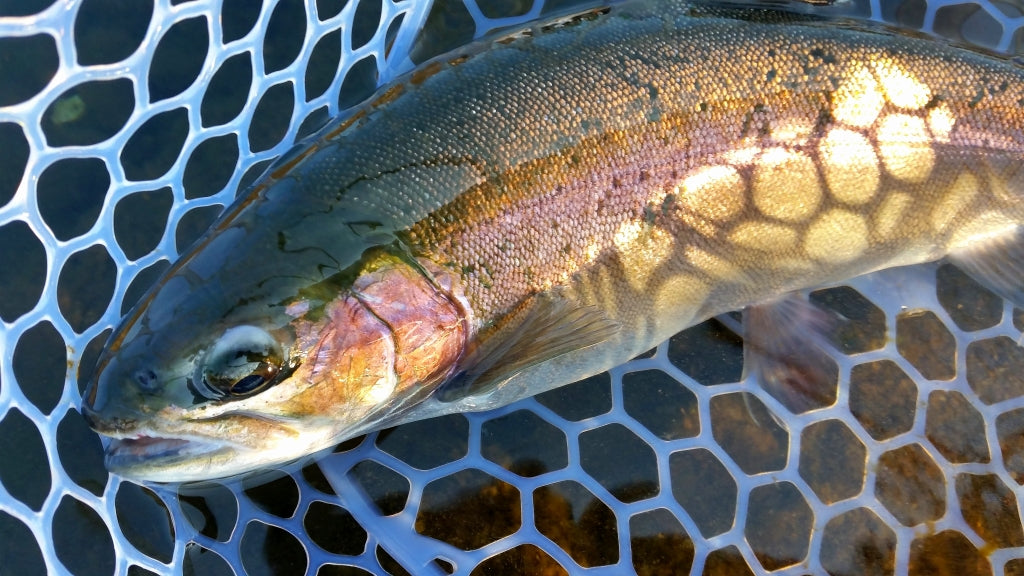 デジ巻きのやり方とおすすめルアー4選！ボトムバンプとの違いは？