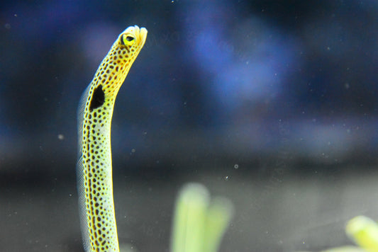 チンアナゴの珍しい習性や名前の由来！飼育方法や展示している水族館もチェック！