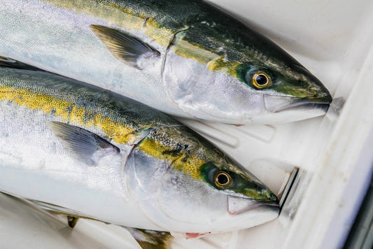 ブリの旬や美味しい料理は？釣り方も合わせてチェック！