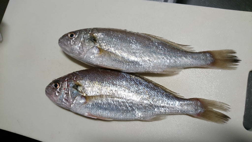 イシモチの釣り方や仕掛け！塩焼きが美味しい白身魚！
