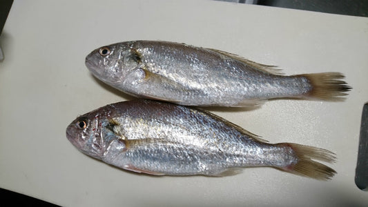 イシモチの釣り方や仕掛け！塩焼きが美味しい白身魚！