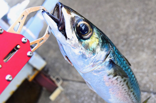サバ釣り入門！ベストな時期と釣り方別のタックルや仕掛け！