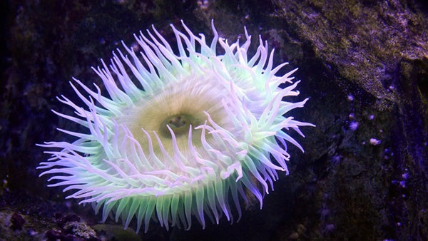 イソギンチャクってどんな生物？種類や飼育方法、餌は？