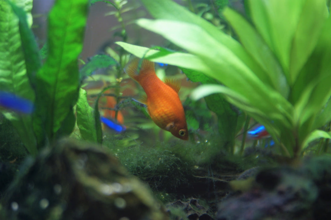 熱帯魚飼育の初心者におすすめの魚や水草！丈夫で飼いやすい種は？