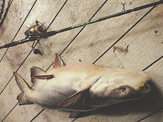 メコンオオナマズに最適なタックルは？世界最大級の淡水魚を仕留めろ！