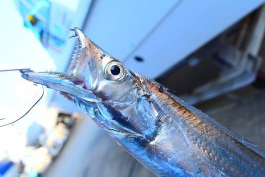 太刀魚ワインド釣法を攻略！必要なタックル・仕掛けは？