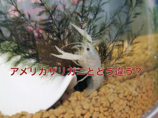 タイゴーストが熱い！人気のカラーや飼い方は？